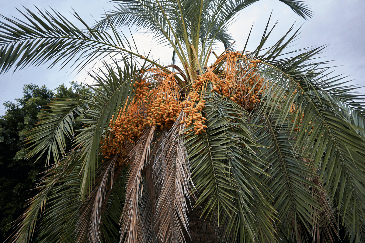 Phoenix dactylifera.png